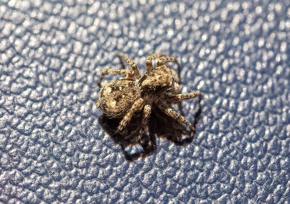 Asian wall jumper (Attulus fasciger)