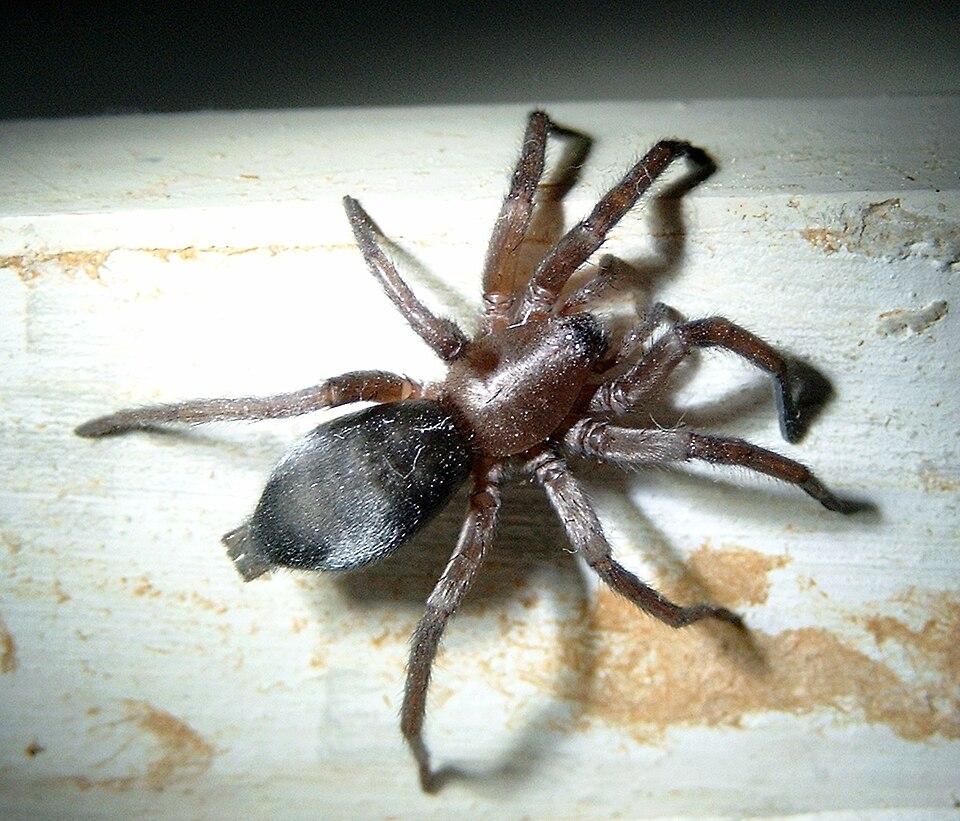 Mouse spider (Scotophaeus blackwalli)