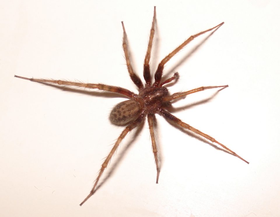 Barn funnel weaver (Tegenaria domestica)