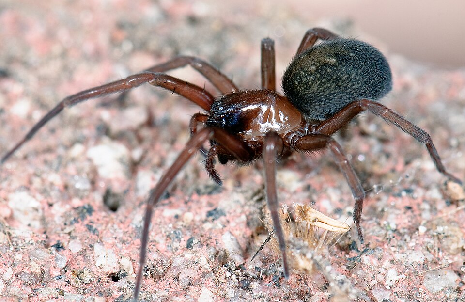 Cribellate spider (Metaltella simoni)