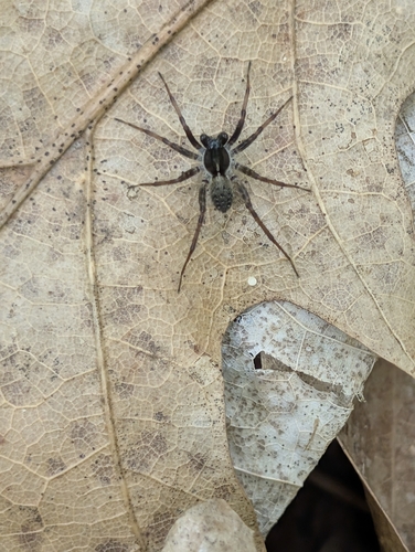 Shiny wolf spider (Pardosa moesta)