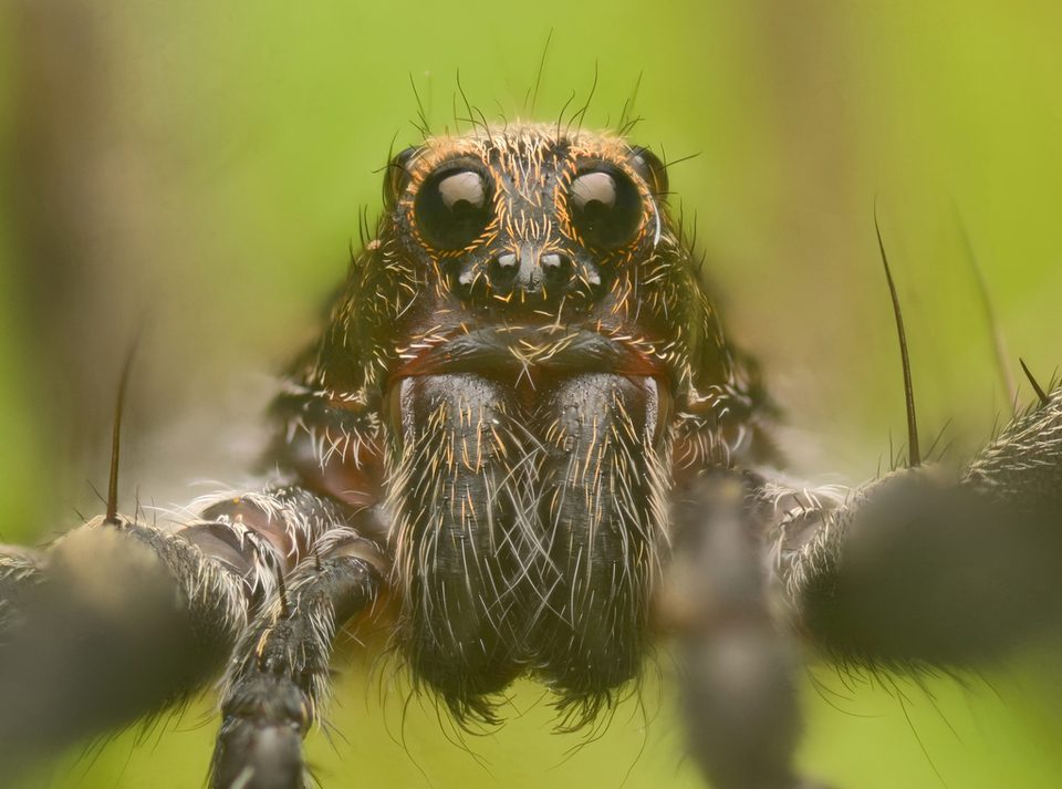 Brush-legged split wolf spider (Schizocosa ocreata)