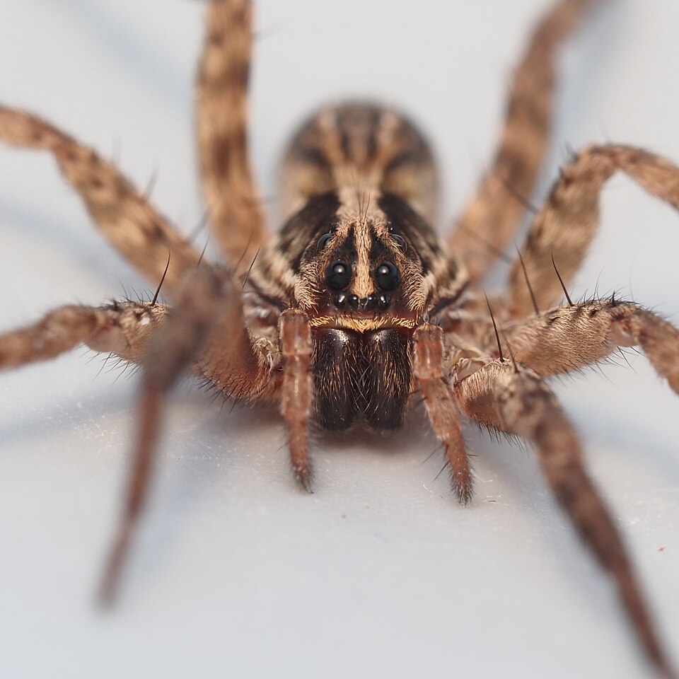 Lance wolf spider (Schizocosa avida)