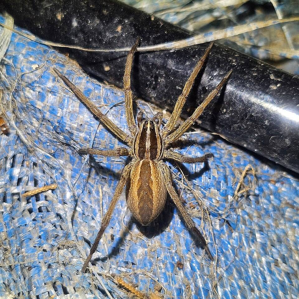Rabid wolf spider (Rabidosa rabida)