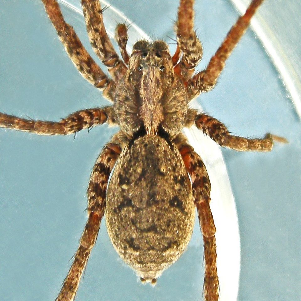 Drumming sword wolf spider (Gladicosa gulosa)