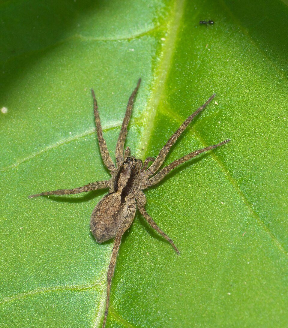 Koch's wolf spider (Alopecosa kochi)