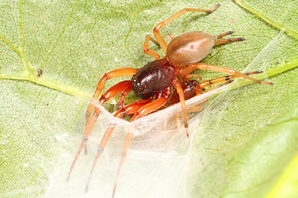 Broad-faced sac spider (Trachelas tranquillus)