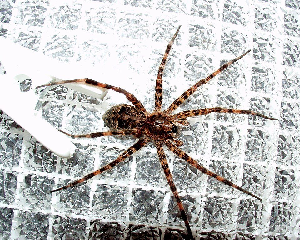 Dark fishing spider (Dolomedes tenebrosus)