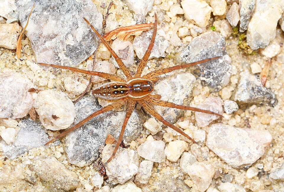 Sixspotted fishing spider (Dolomedes triton)