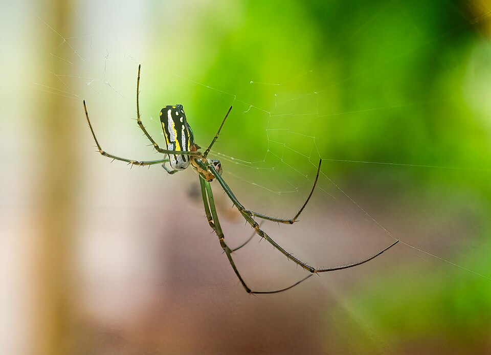 Greater leucauge (Leucauge argyra)