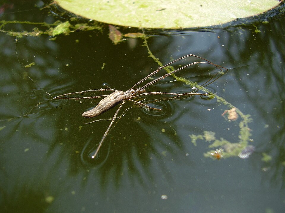 Long-jawed orb weaver (Tetragnatha laboriosa)