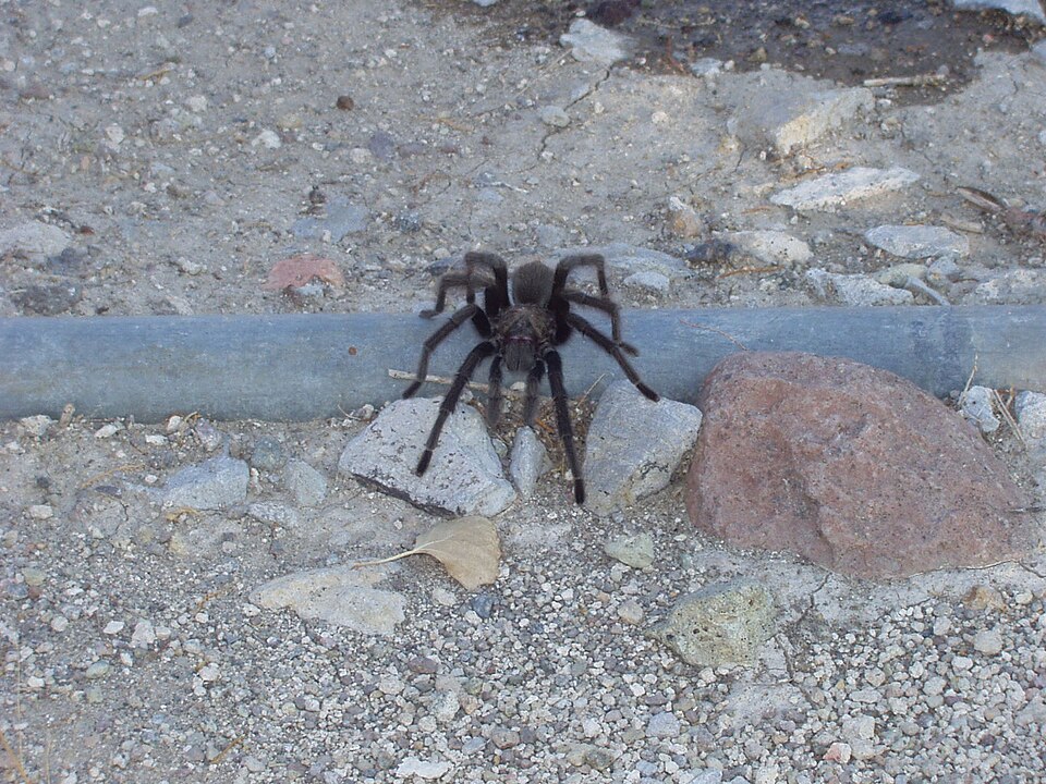 Bay Area blonde (Aphonopelma iodius)