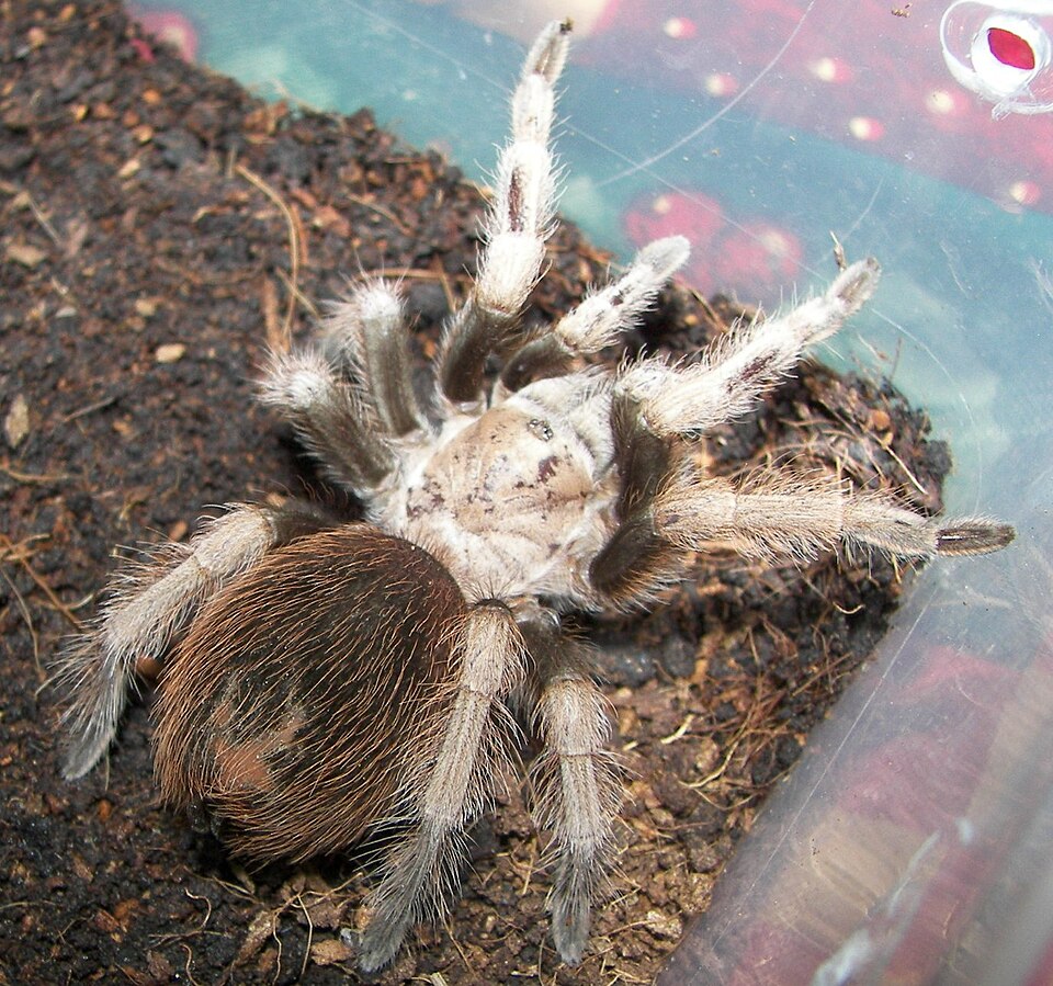 Desert blond tarantula (Aphonopelma chalcodes)