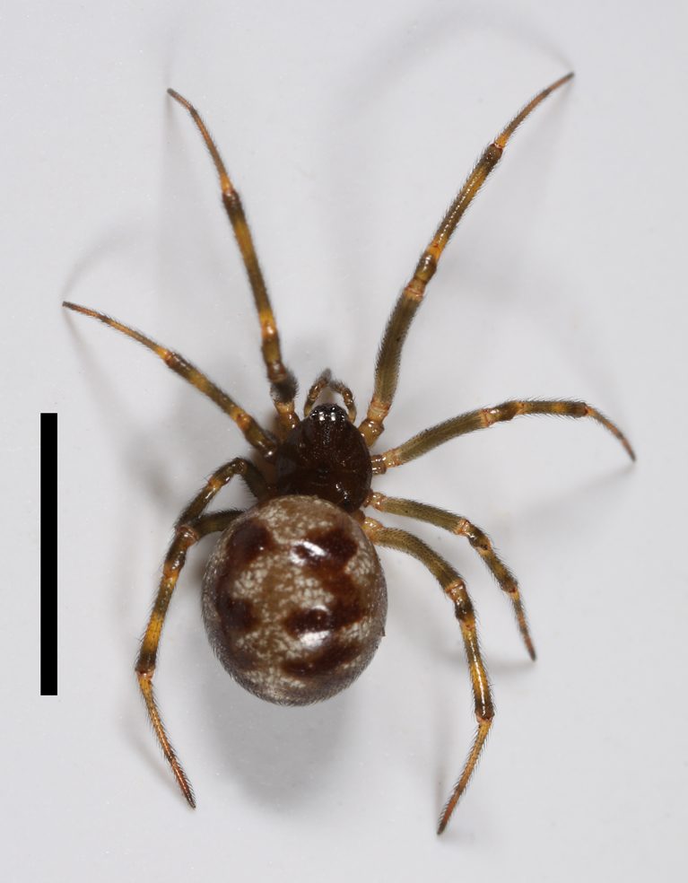 Triangulate bud spider (Steatoda triangulosa)