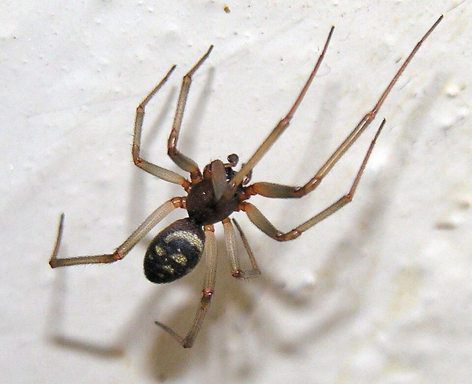 False black widow (Steatoda grossa)