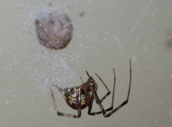 Common house spider (Parasteatoda tepidariorum)