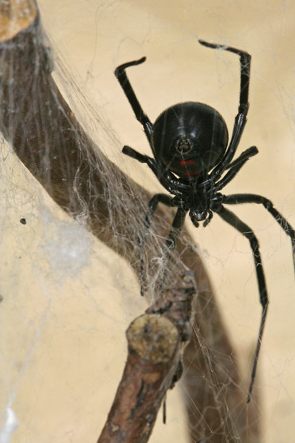 Western black widow (Latrodectus hesperus)