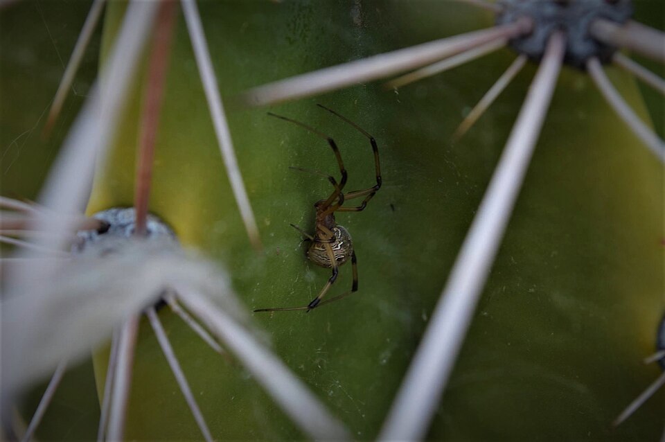 Brown widow (Latrodectus geometricus)