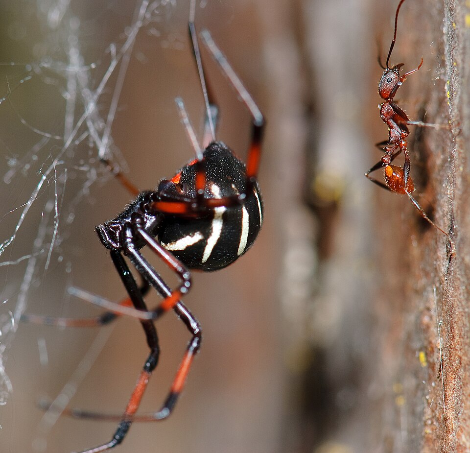Northern black widow (Latrodectus variolus)