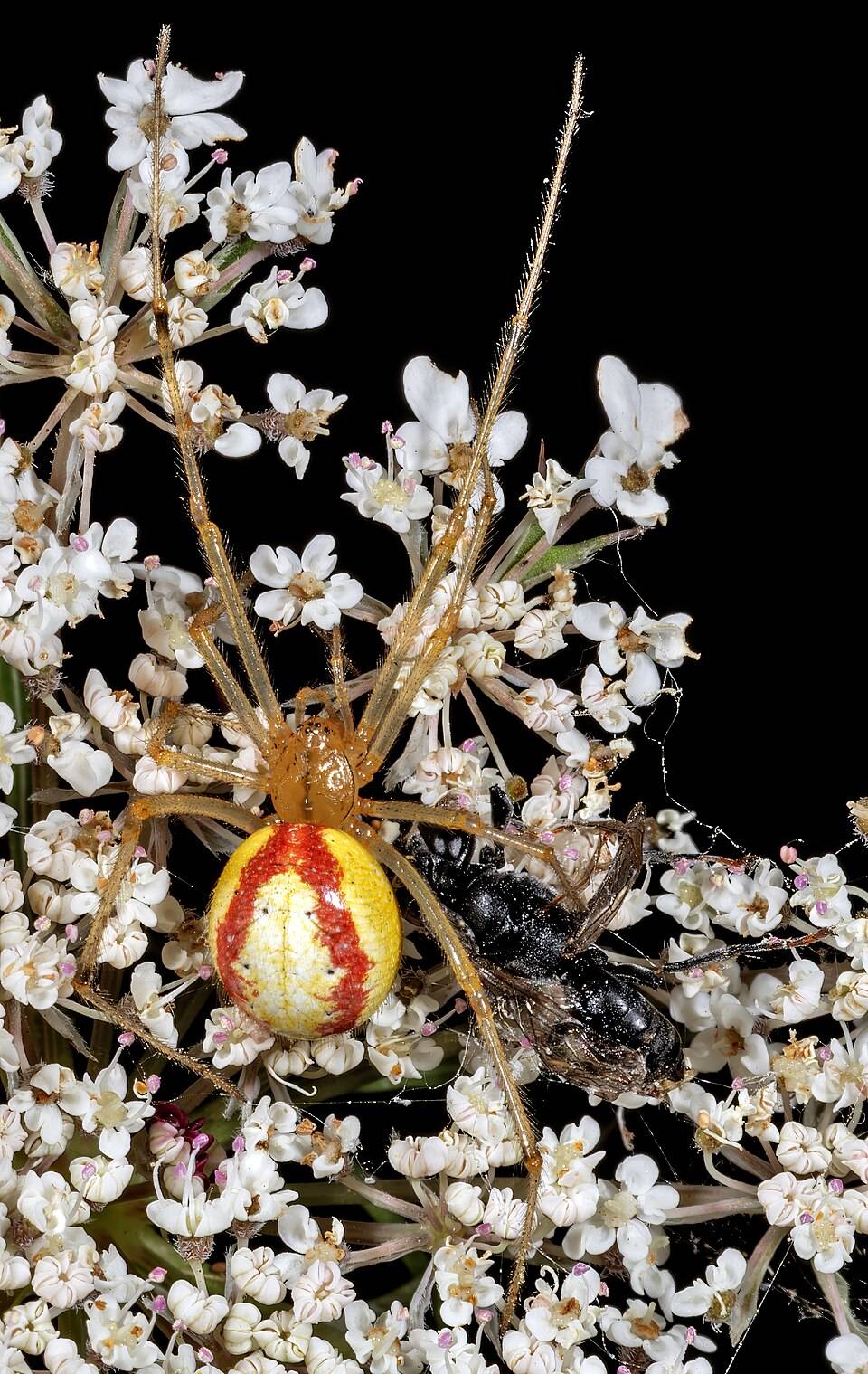 Common candy-striped spider (Enoplognatha ovata)