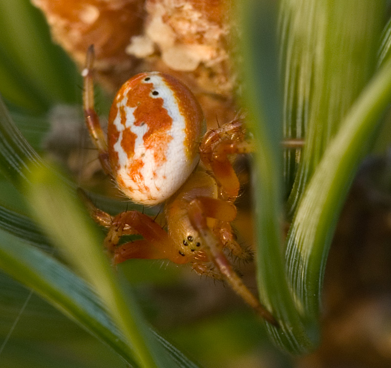 Sixspotted orbweaver (Araniella displicata)