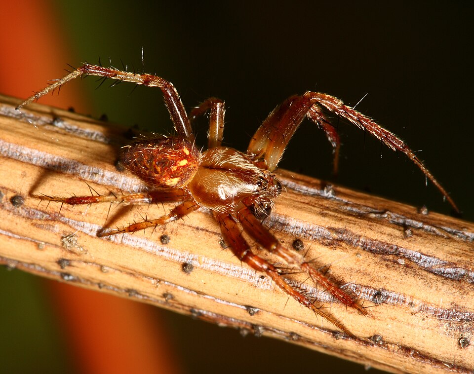 Arabesque orbweaver (Neoscona arabesca)