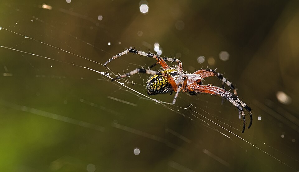 Western spotted orbweaver (Neoscona oaxacensis)