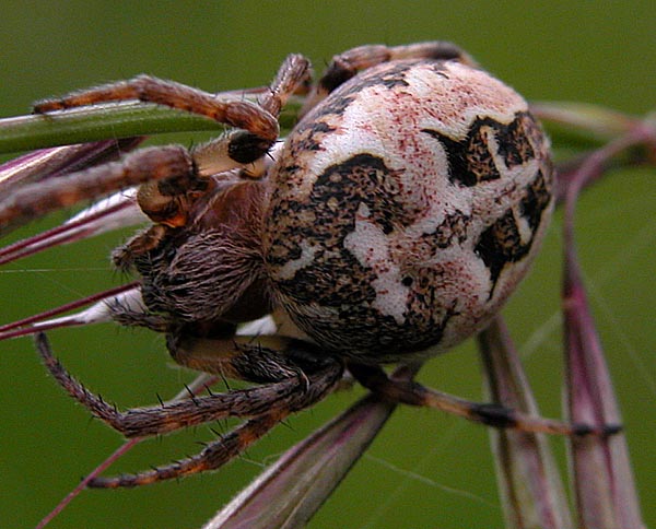 Furrow orbweaver (Larinioides cornutus)