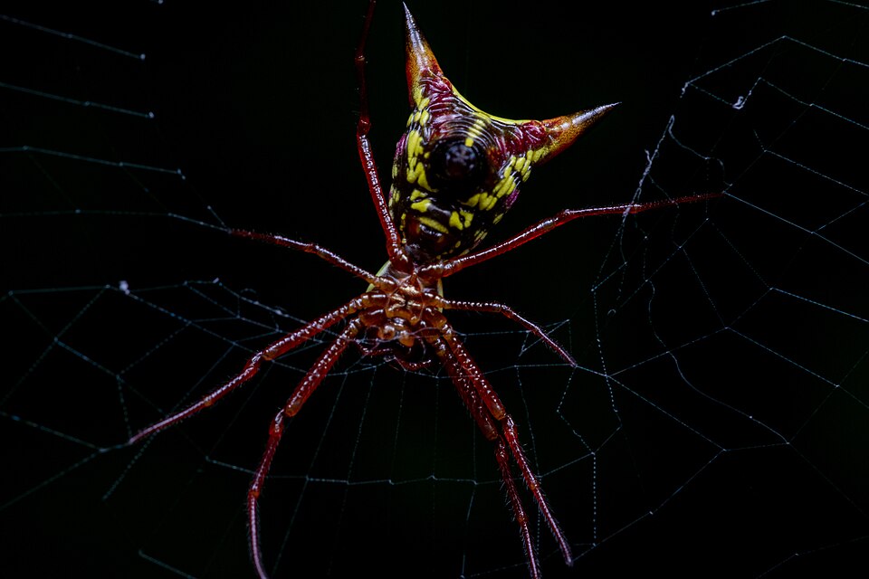 Arrowshaped micrathena (Micrathena sagittata)