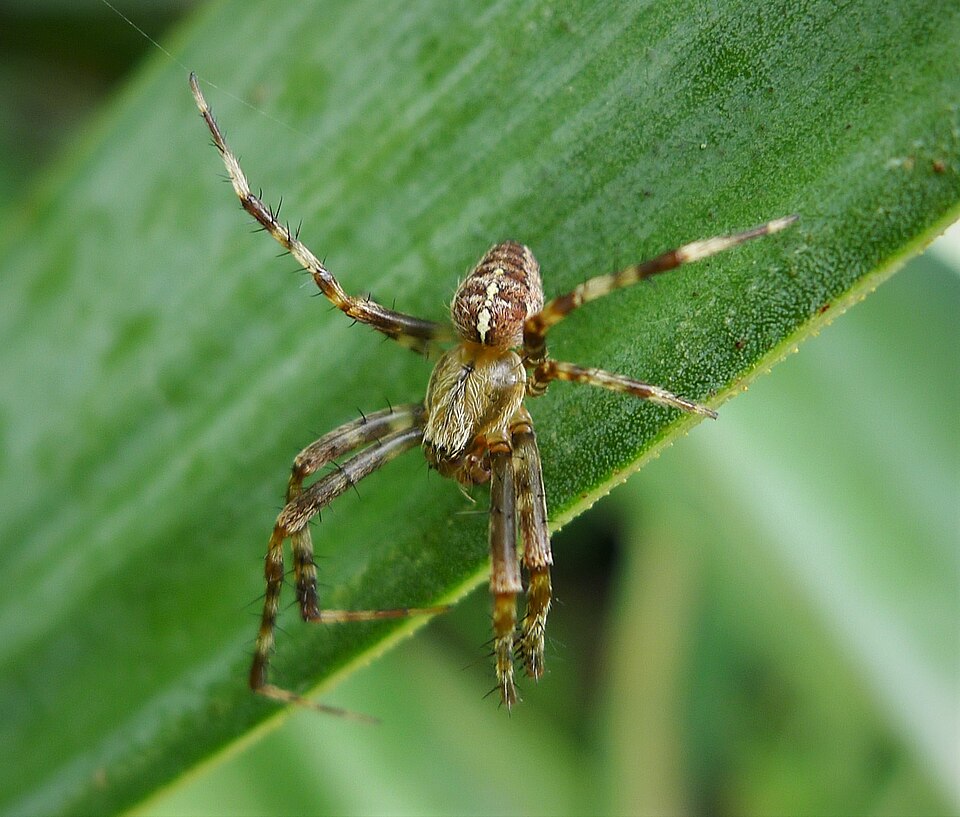 Garden spider (Araneus diadematus)