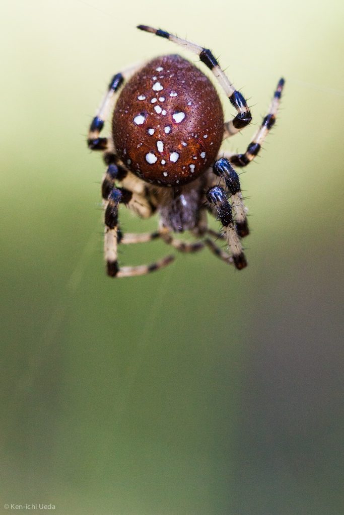 Shamrock orbweaver (Araneus trifolium)