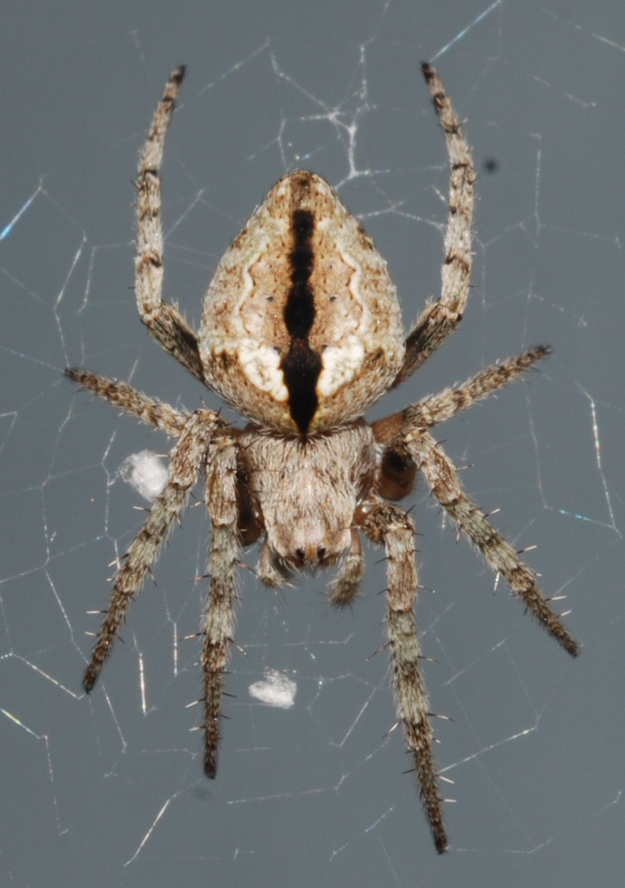 Humpbacked orbweaver (Eustala anastera)