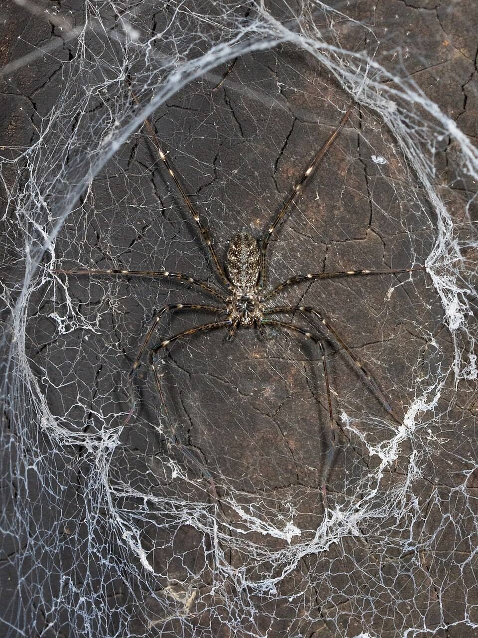 Pocock's lampshade-web spider (Hypochilus pococki)