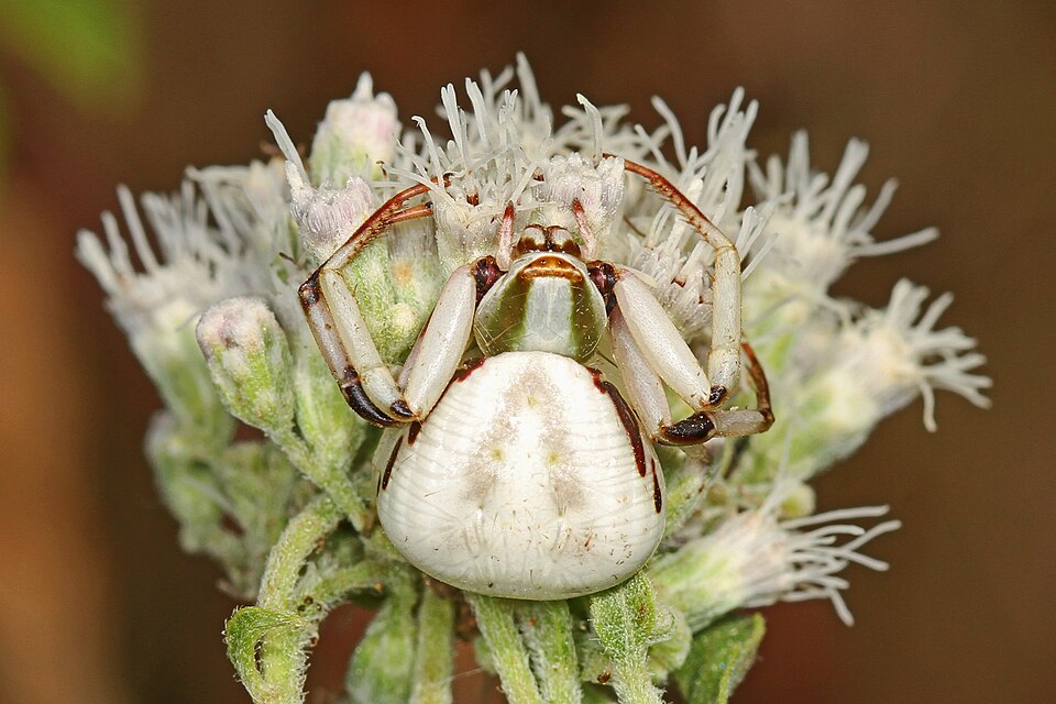 Whitebanded crab spider (Misumenoides formosipes)