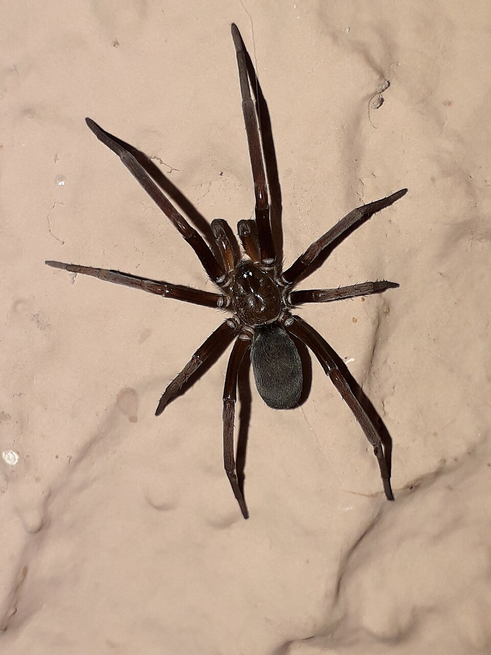 Southern house spider (Kukulcania hibernalis)