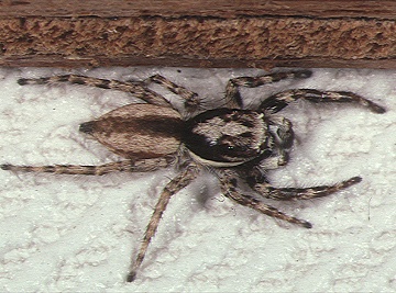 Gray wall jumper (Menemerus bivittatus)