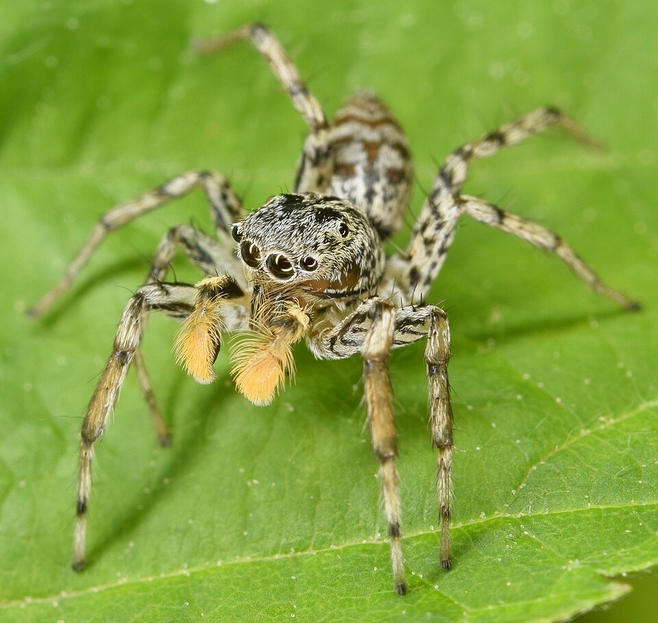 Dimorphic jumper (Maevia inclemens)