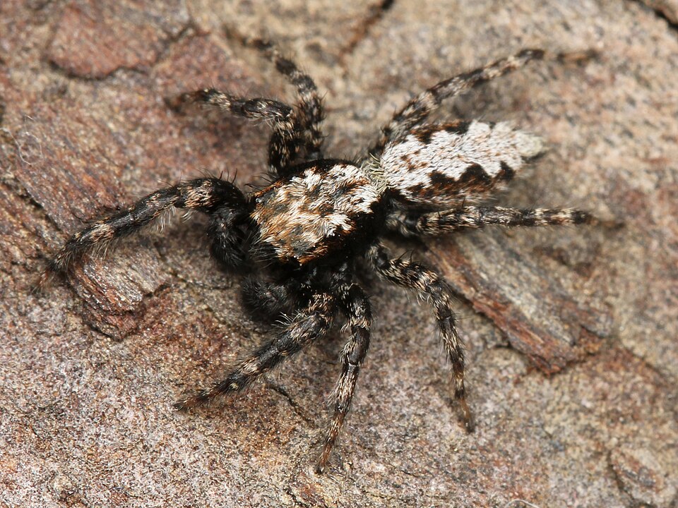 California flattened jumping spider (Platycryptus californicus)
