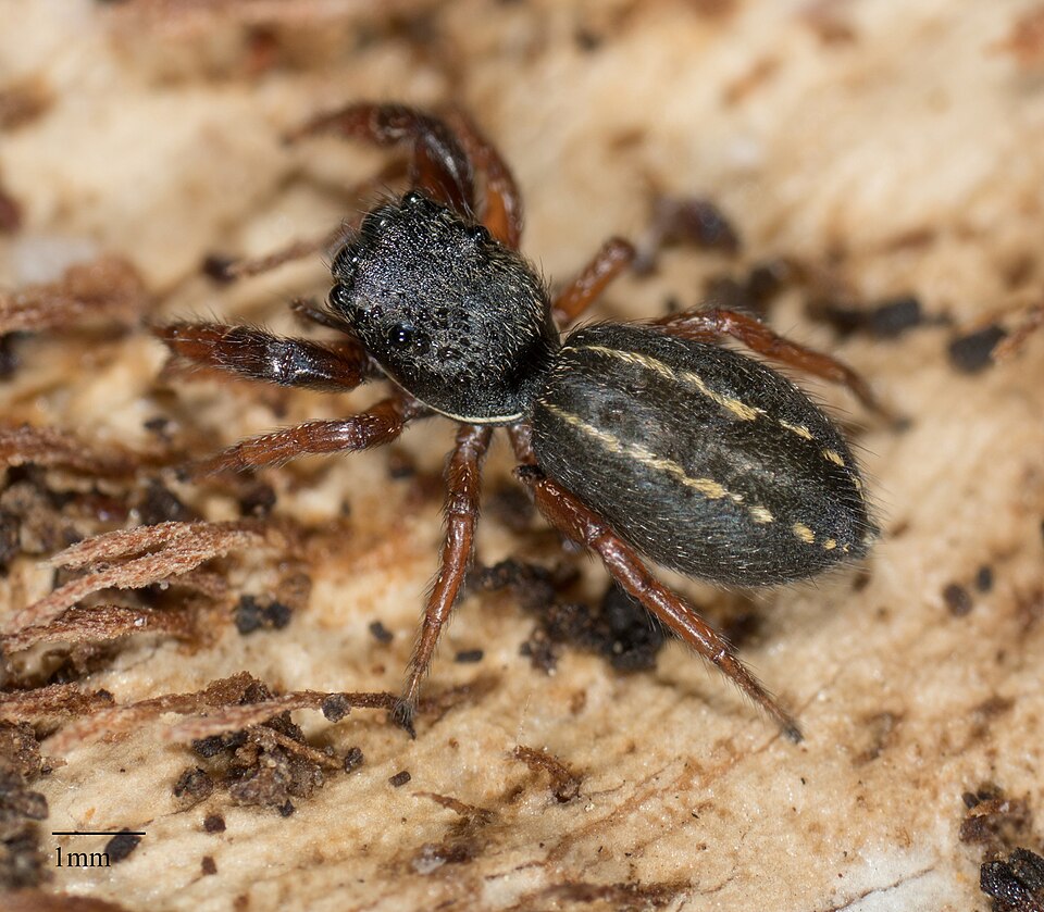 Ribbon jumping spider (Metacyrba taeniola)