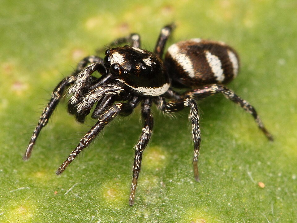 Zebra spider (Salticus scenicus)