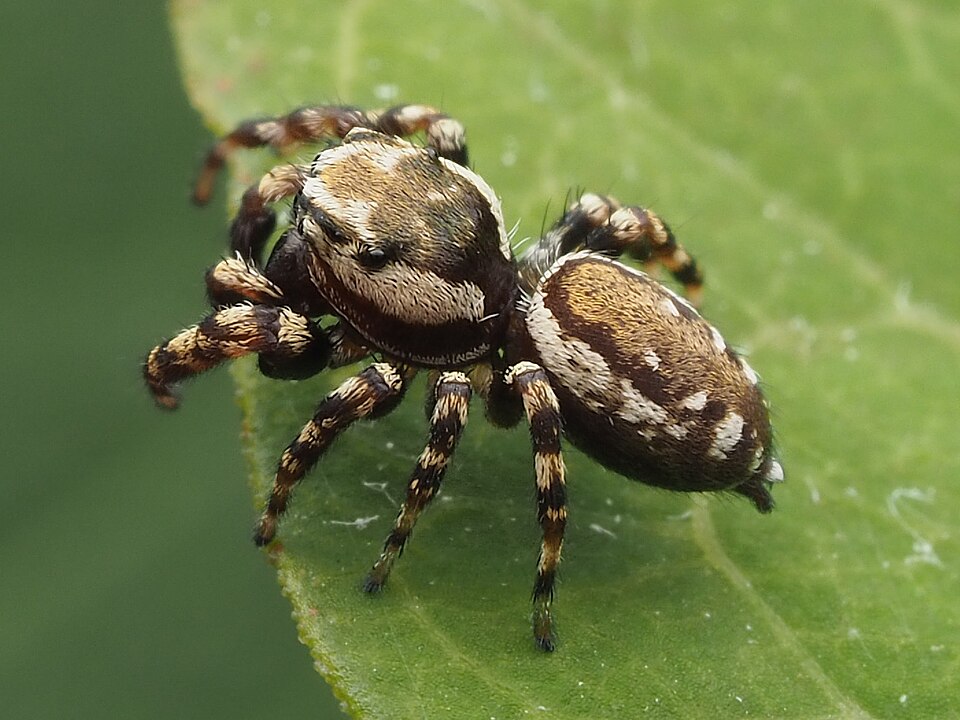 Peppered jumper (Pelegrina galathea)
