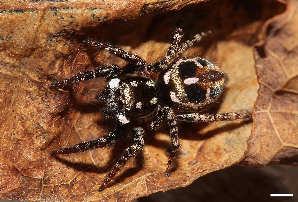 Twin-flagged jumping spider (Anasaitis canosa)