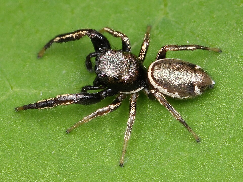 Buttonhook leafbeetle jumping spider (Sassacus vitis)