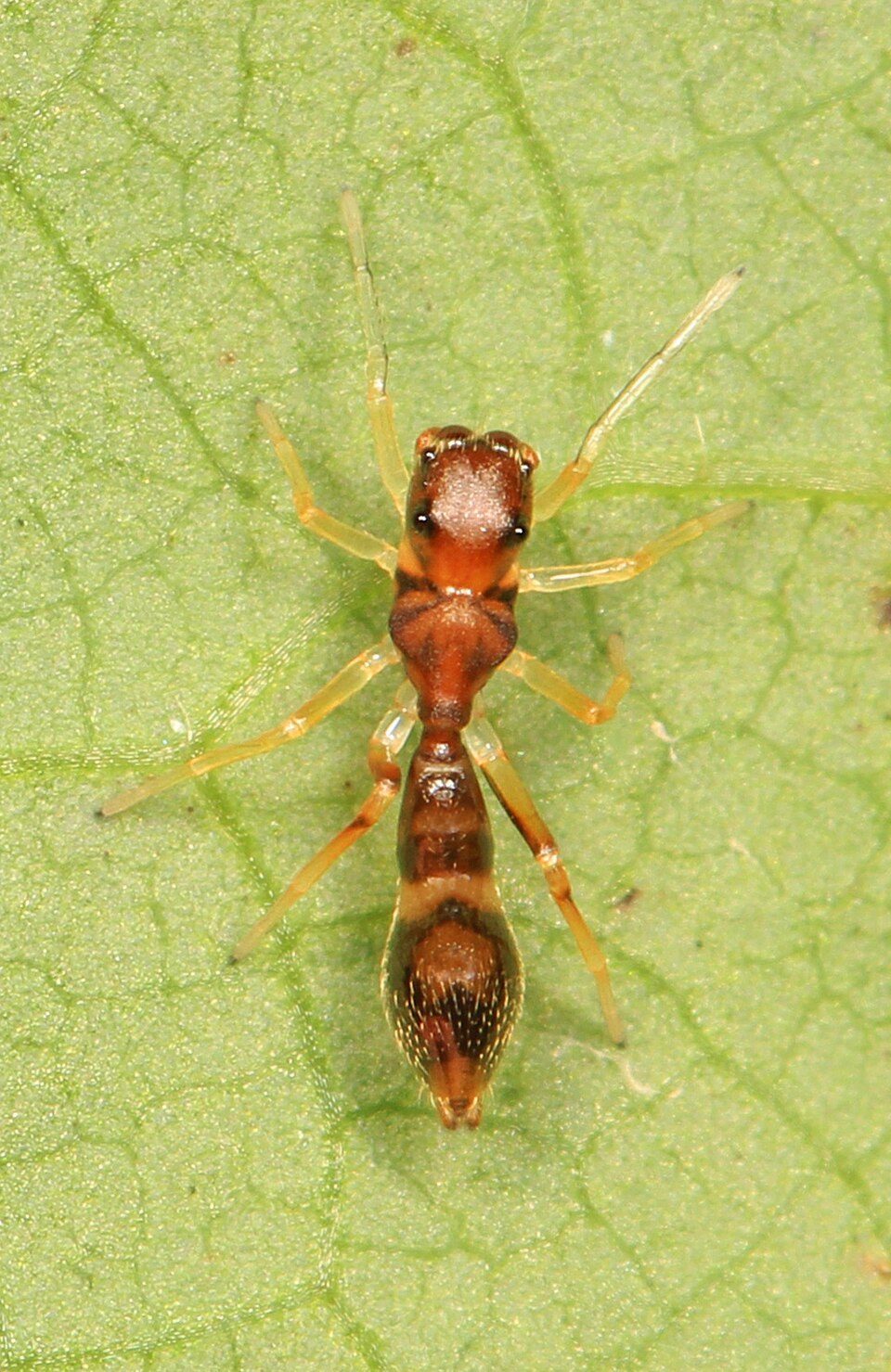 Slender ant mimicking jumping spider (Synemosyna formica)