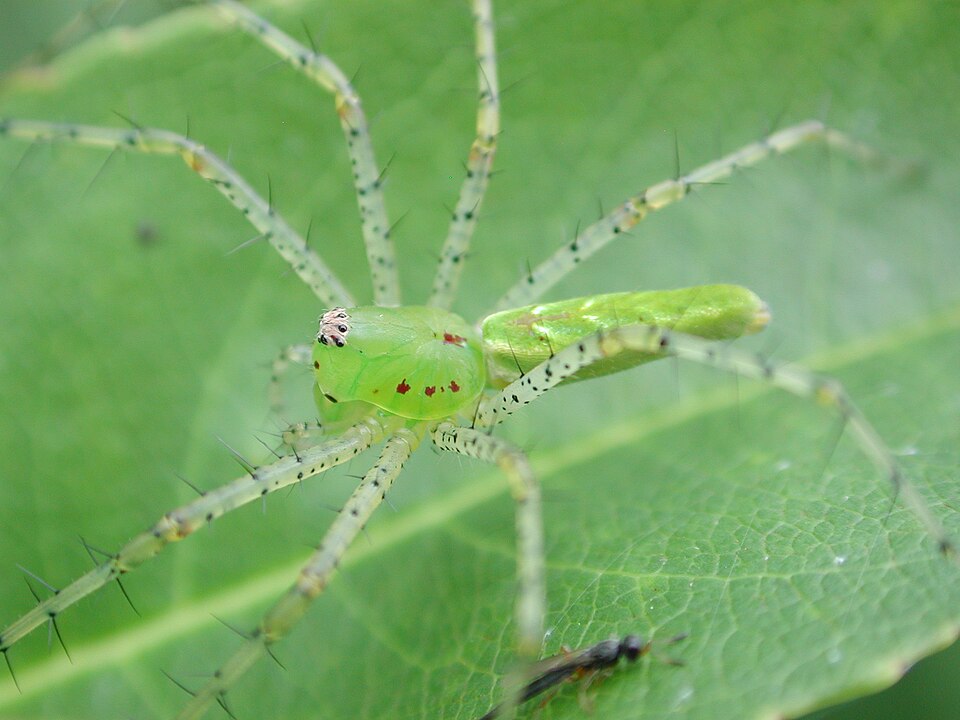 Green lynx spider (Peucetia viridans)