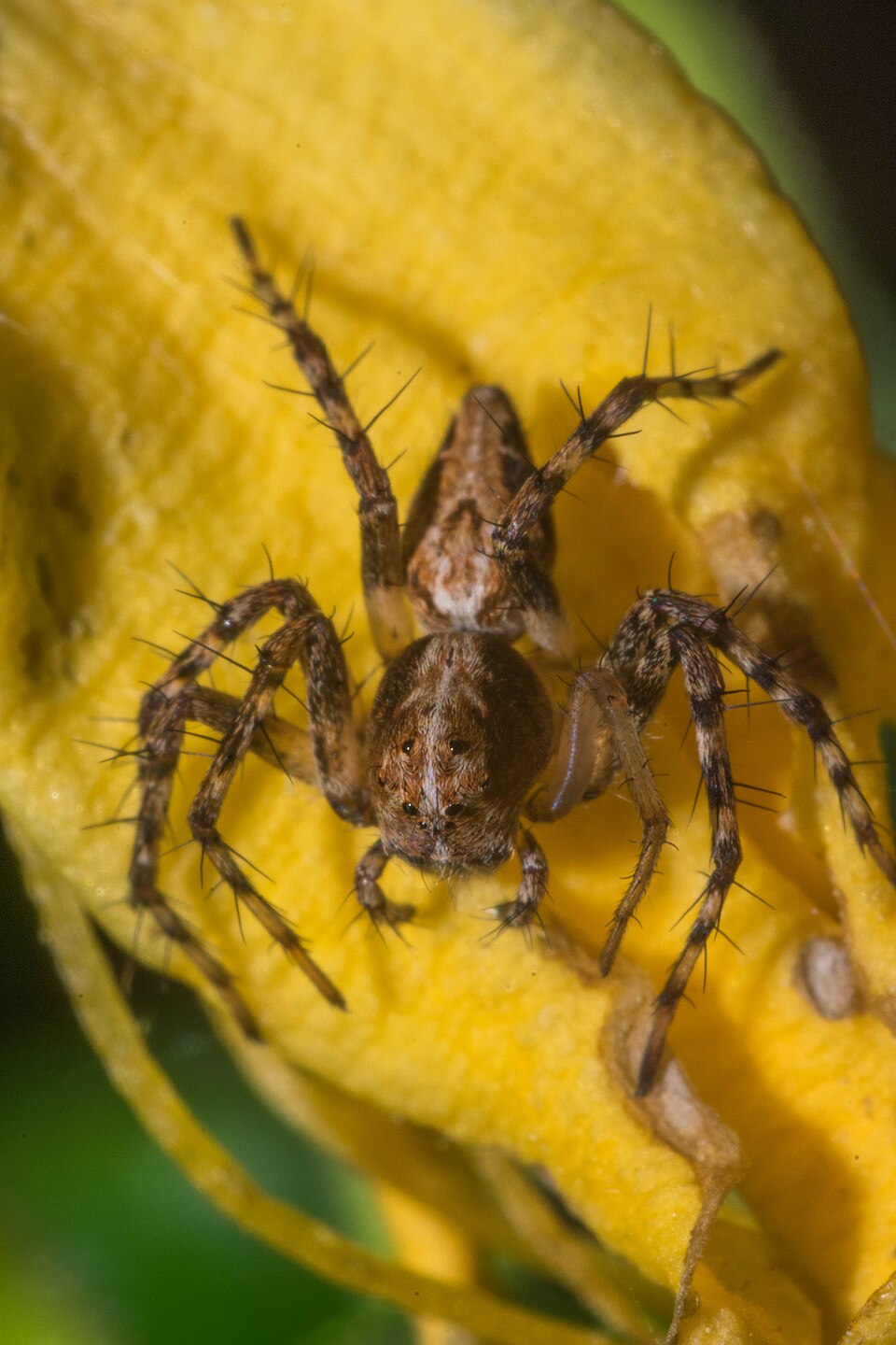 Western lynx spider (Oxyopes scalaris)