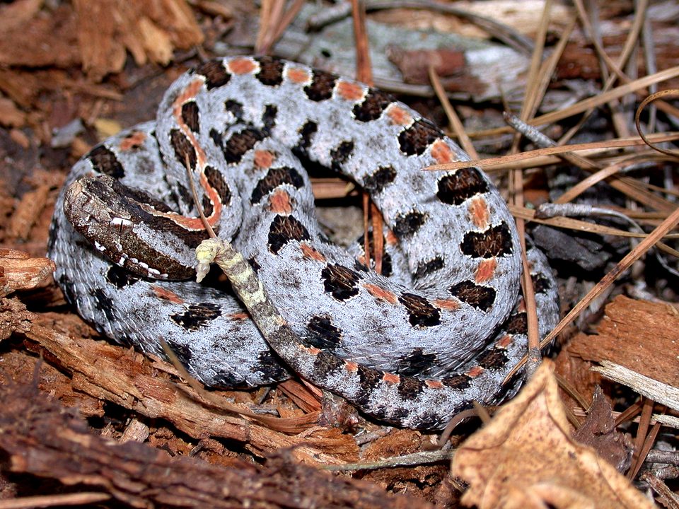 Pygmy rattlesnake (Sistrurus miliarius)