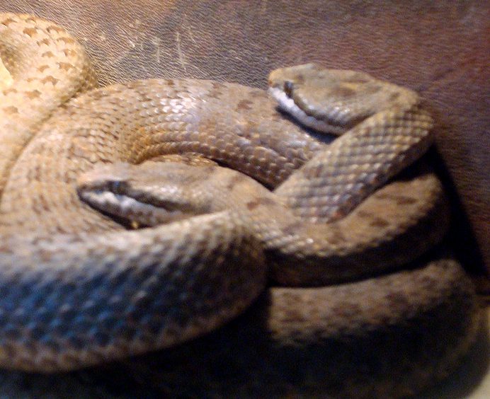 Twin-spotted rattlesnake (Crotalus pricei)