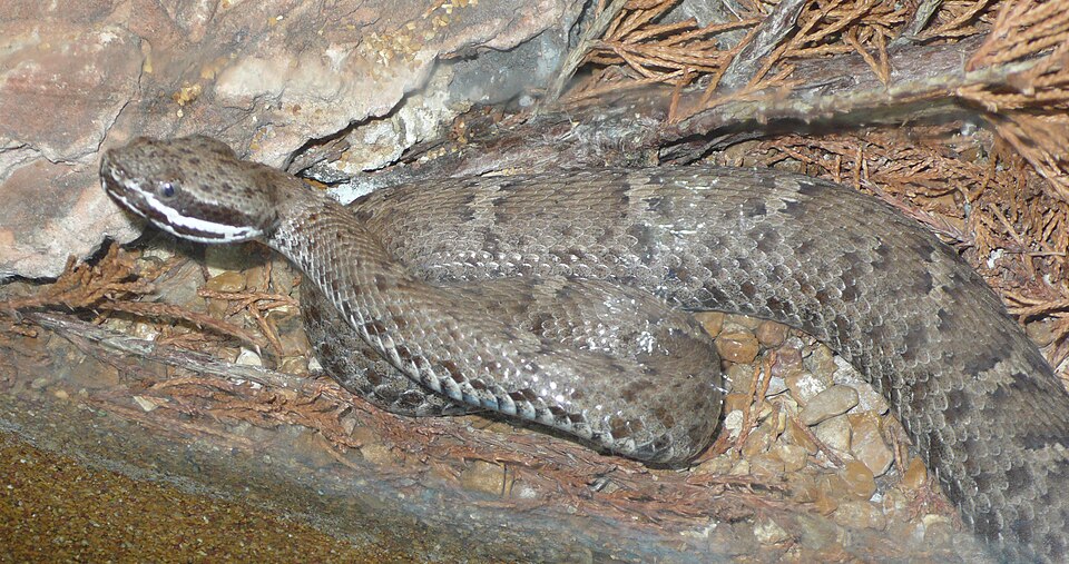 Ridge-nosed rattlesnake (Crotalus willardi)