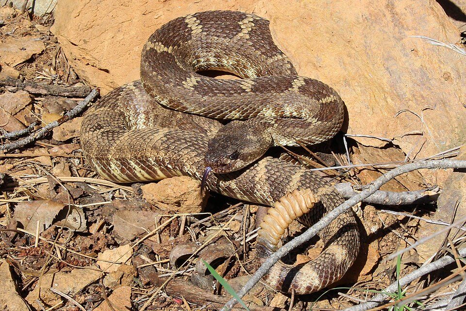 Western rattlesnake (Crotalus oreganus)